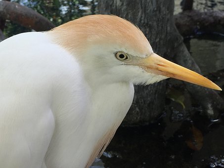 Storfe Egret, Fugl, Egret, Tropisk