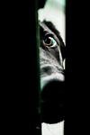 dog, eyes, friend