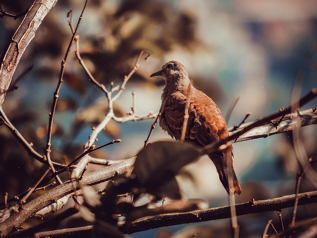 Free Ruddy Ground Dove Bird photo and picture