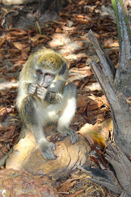 Aap, Dieren In Het Wild, Schattig, Dier