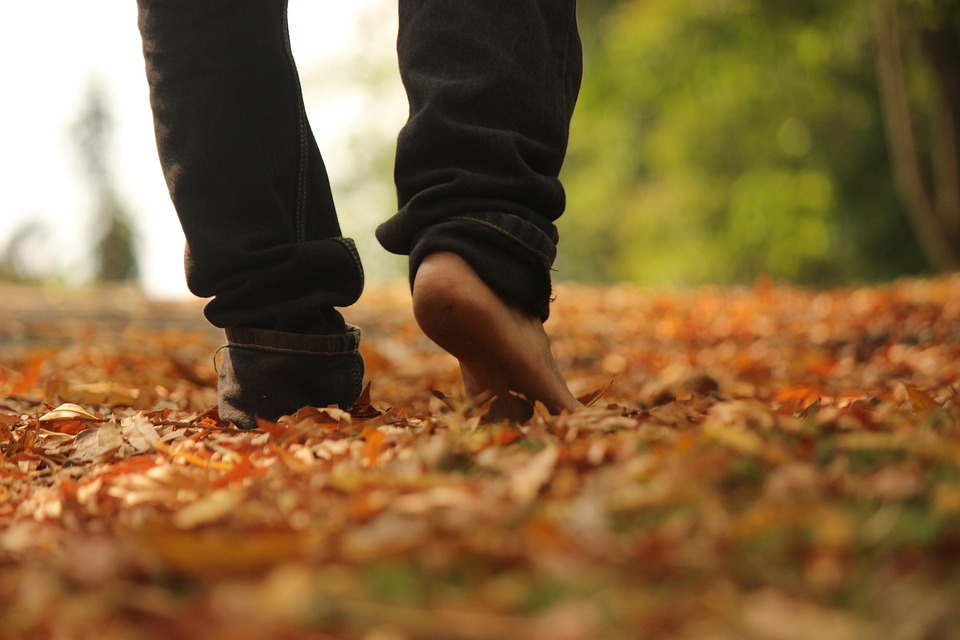 walk woods leaves nature free photo on pixabay