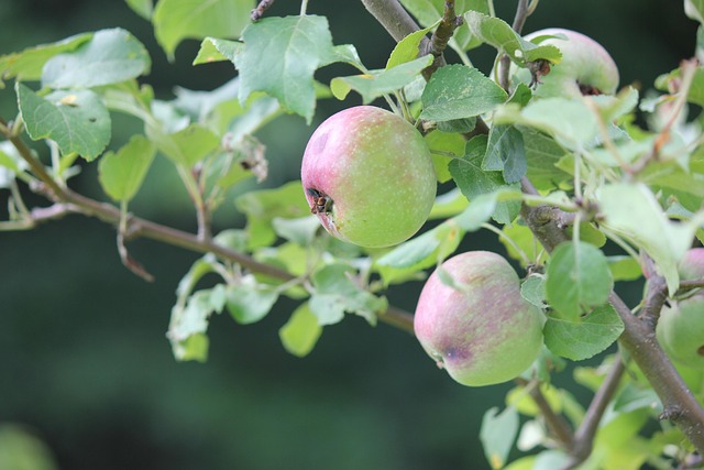 Free Apple Tree photo and picture