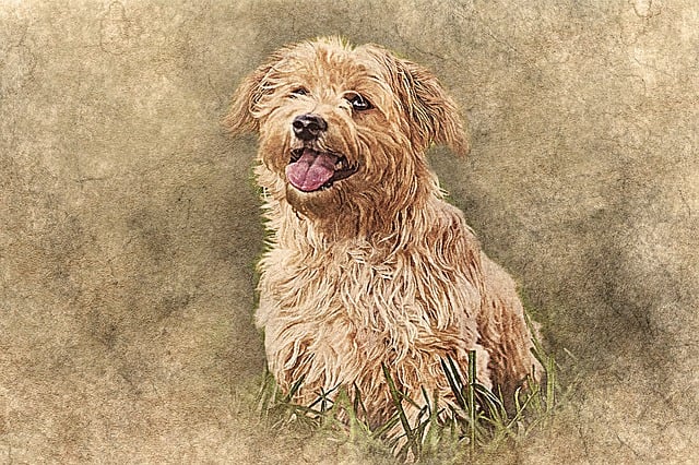 Download free HD stock image of Dog Pet Free dog pet cute illustration