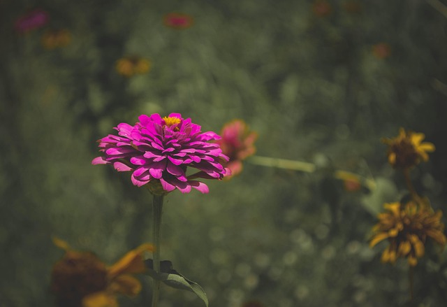 Free Flower Beautiful Flowers photo and picture