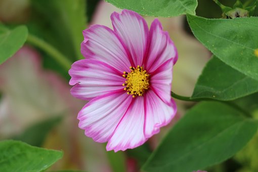 Blomst, Sommer, Blomst Tapet, Tæt Op
