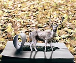 autumn, roe deer, forest
