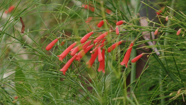 Free Garden Flower Wallpaper photo and picture