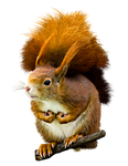animal, squirrel, possierlich