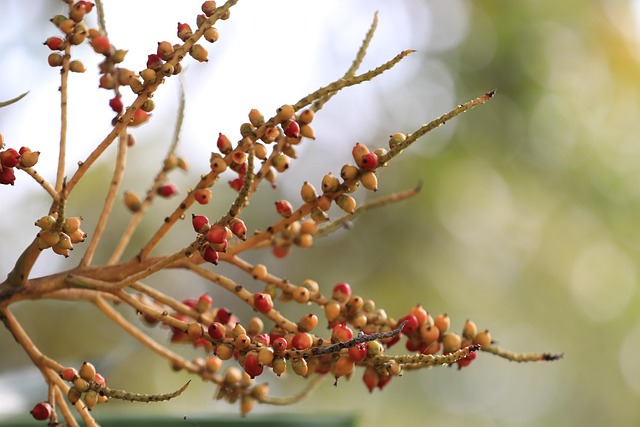 Free Plant Tree photo and picture