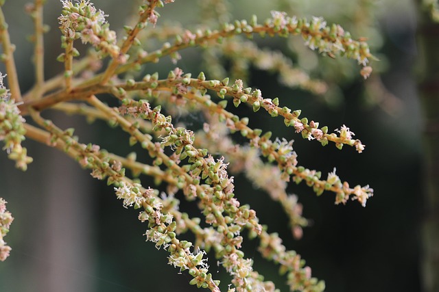 Free Plant Tree photo and picture
