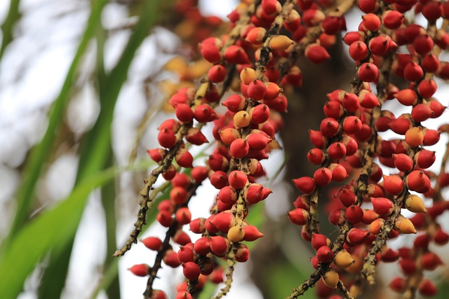 Free Plant Tree photo and picture