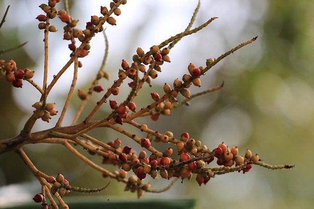 Free Tree Nature photo and picture