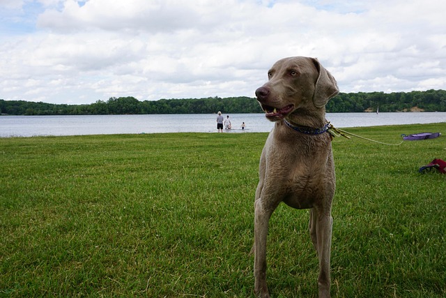 Free Dog Lake photo and picture