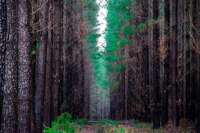 Free Forest Nature photo and picture