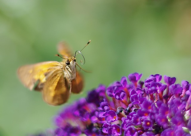 Free Butterfly Insect photo and picture