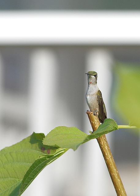 Free Hummingbird Plant photo and picture