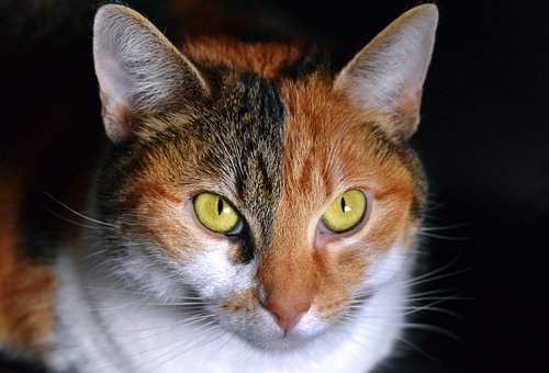 Kat, Flerfarvede, Udsigt, Tæt Op