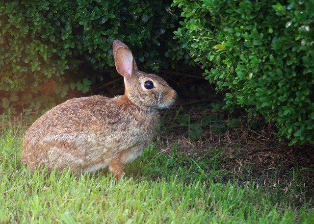 Free Rabbit Grass photo and picture