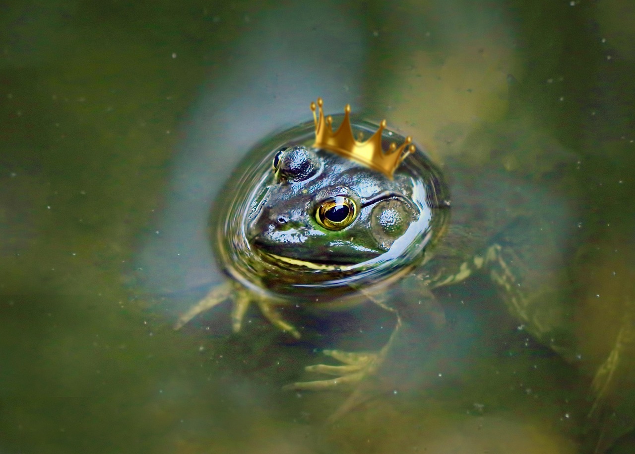 Plus de 7 000 images de Prince Et La Grenouille et de La Grenouille