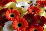 flowers, bloemendens, belgian