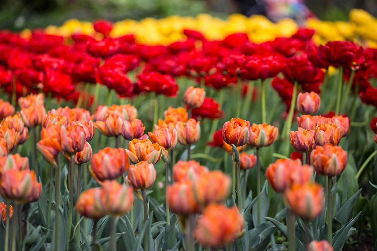 Flowers - free online jigsaw puzzle photo