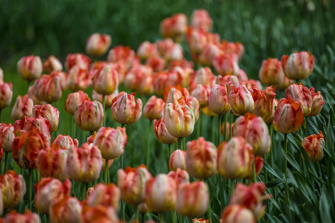 Flowers - free online jigsaw puzzle photo