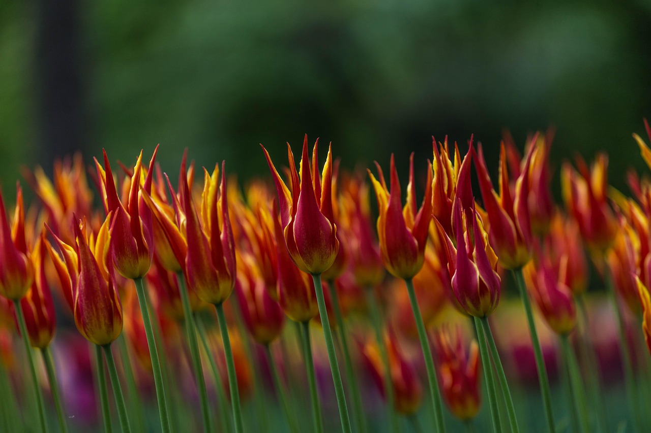 Flowers - free online jigsaw puzzle photo