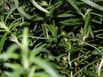 plant, plants, rosemary