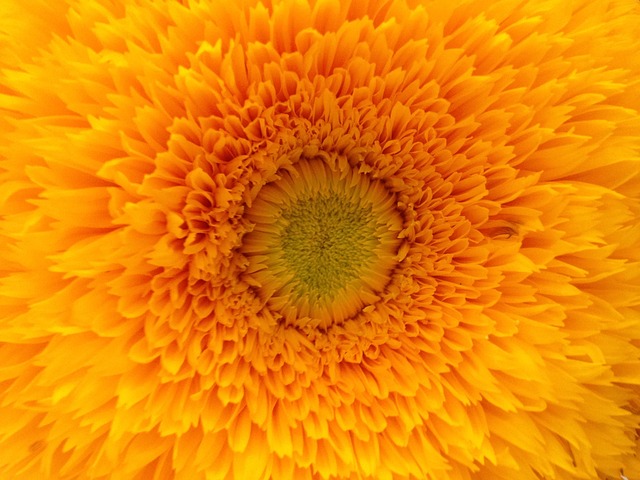 Free Flower Orange photo and picture
