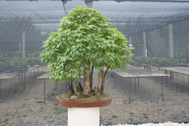 盆栽 树 植物 - Pixabay上的免费照片 - Pixabay