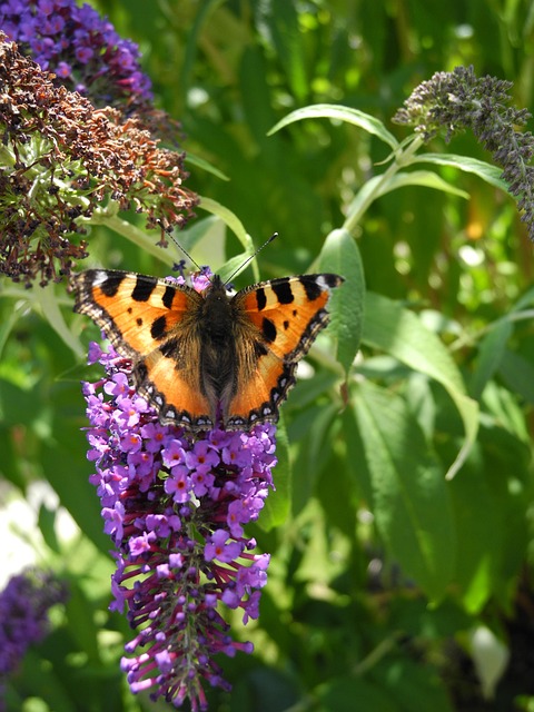Free Butterfly Forage photo and picture