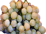 a table grape, wine berries, grapes