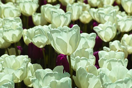 White, Tulipani, Fiore, Ambientale
