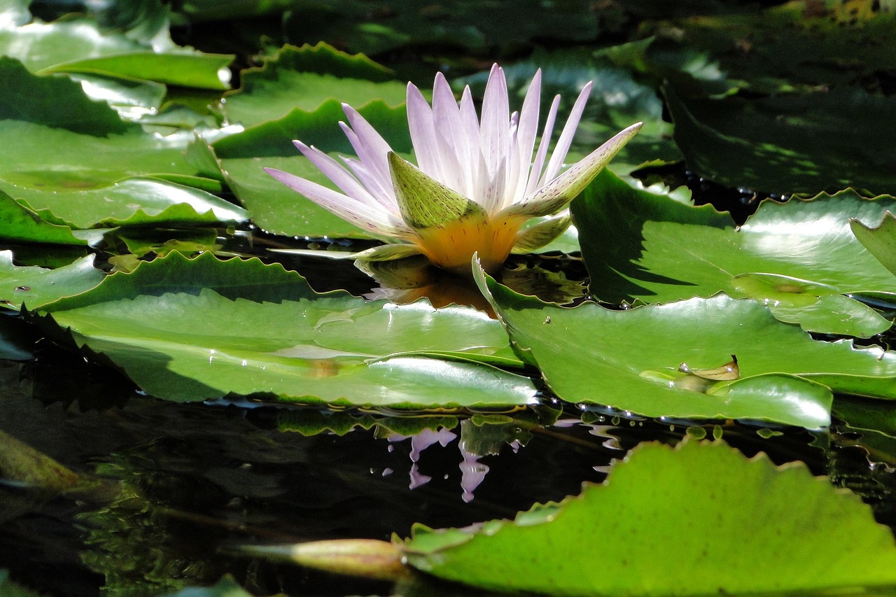 plante-aquatique-n-nuphar-lotus-photo-gratuite-sur-pixabay-pixabay