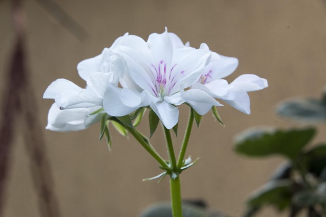 Hvid, Blomst, Blomst Tapet, Hvid Blomst