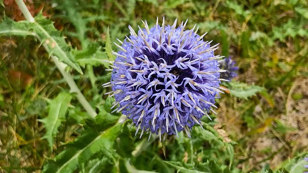 Blume, Violett, Berg, Natur, Lila Blume