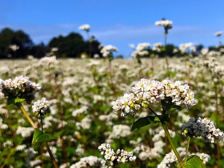 Blume, Feld, Natur, Wilde Blumen