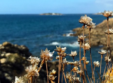 Meer, Blume, Wild, Natur, Sommerblumen
