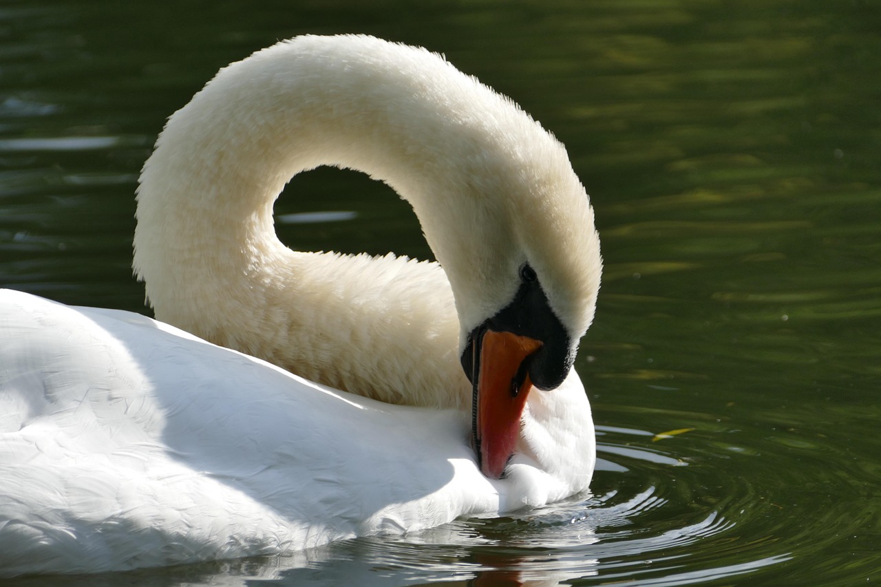 Cygne Tuberculé Oiseau D'Eau - Photo gratuite sur Pixabay - Pixabay