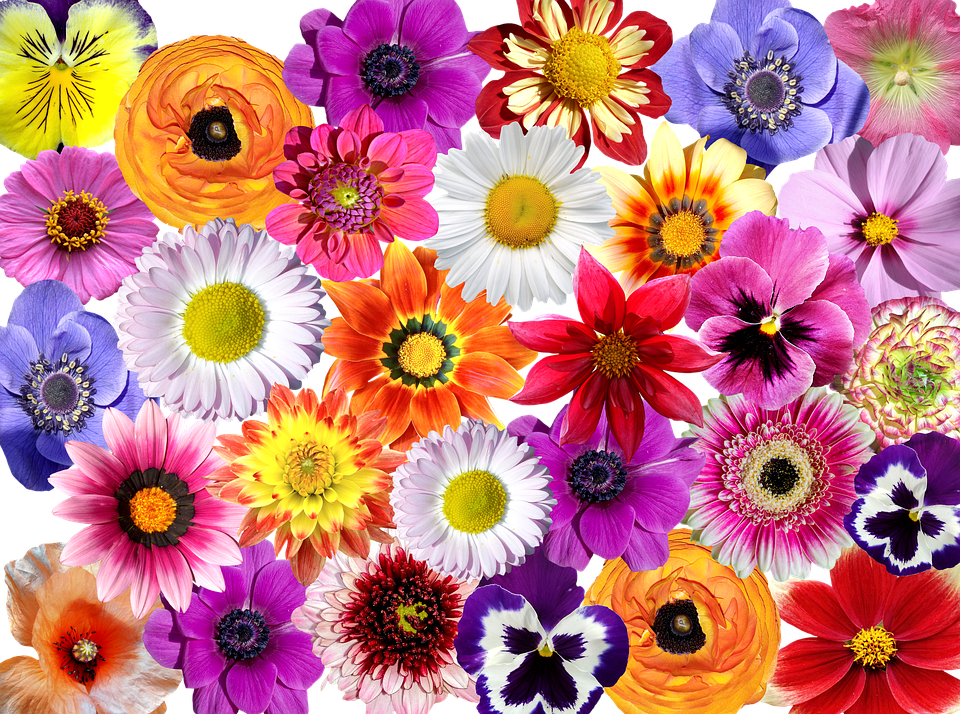 Fleurs Color De Fleur Photo Gratuite Sur Pixabay
