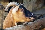 billy goat, goat, horns