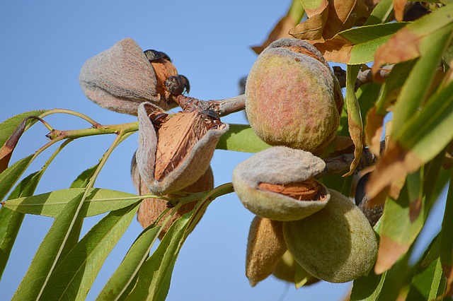 Indian Almond Tree Autumn - Free photo on Pixabay