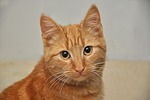 cat, portrait, pet