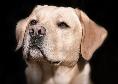 Labrador, Diriger, Brillant, Chien