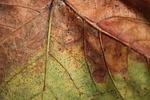 leaves, detail, old