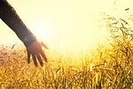 hands, grass, peace