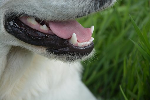 Chien Crocs Blanc, Langue, Gueule, Dents