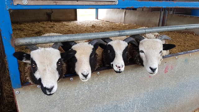 Free Sheep Animals photo and picture