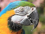 parrot, macaw, blue macaw