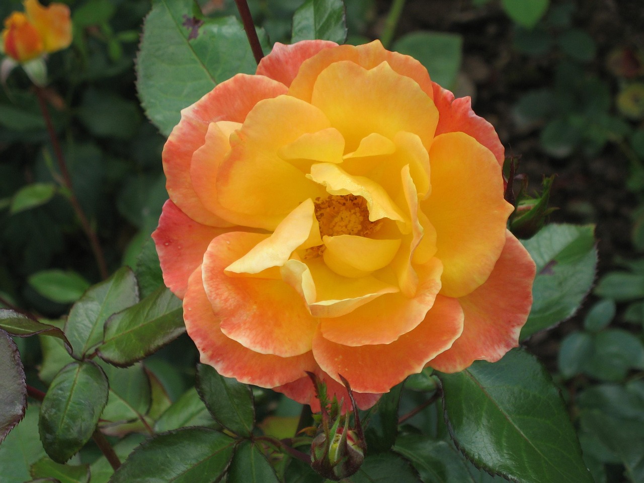 Orange Blossom Rose Free photo on Pixabay Pixabay